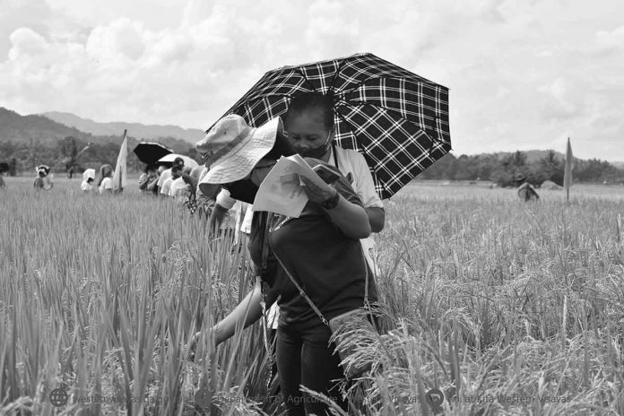 Fertilizers are expensive. Farmers are thus being urged to adopt the Balanced Fertilization Strategy. Photo shows a technology demonstration farm in Barangay Inabasan, San Jose, Antique. DA-6 PHOTO