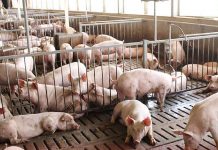Western Visayas has a total of 1,166,400 hog heads as of July 1, 2022, based on the data from the Department of Agriculture Region 6. CAPIZ PROV’L GOV’T COMMUNICATIONS GROUP/FB PHOTO