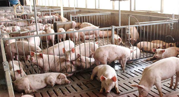 hogs Western Visayas has a total of 1,166,400 hog heads as of July 1, 2022, based on the data from the Department of Agriculture Region 6. CAPIZ PROV’L GOV’T COMMUNICATIONS GROUP/FB PHOTO