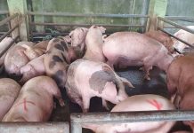 Antiqueños are encouraged to support and follow regulations to protect the province’s swine industry. In 2021, Antique has produced 176,837 swine valued at around P1,768,837,000. MA ALBERT ESTOYA/DA-6 PHOTO