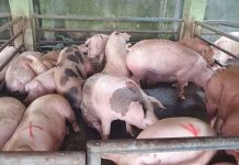 DA mulls ASF vaccine subsidy Antiqueños are encouraged to support and follow regulations to protect the province’s swine industry. In 2021, Antique has produced 176,837 swine valued at around P1,768,837,000. MA ALBERT ESTOYA/DA-6 PHOTO