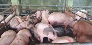 Antiqueños are encouraged to support and follow regulations to protect the province’s swine industry. In 2021, Antique has produced 176,837 swine valued at around P1,768,837,000. MA ALBERT ESTOYA/DA-6 PHOTO