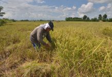 Farmers in Negros Occidental are complaining of palay’s low price, with prices ranging between P15 and P17 per kilo. PN FILE PHOTO