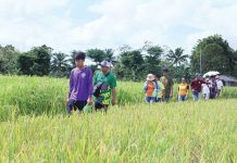 The Department of Agriculture Region 6, with the support of the Municipal Agriculture Office of Calinog, implements its hybrid rice derby project in the 100-hectare contiguous area in the aforementioned town. DA-RAFIS 6 PHOTO