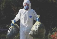 A ranger at the Wiltshire Wildlife Trust’s Langford Lake reserve in white hazmat suit removes the carcasses of two dead swans, thought to be infected with bird flu. BBC