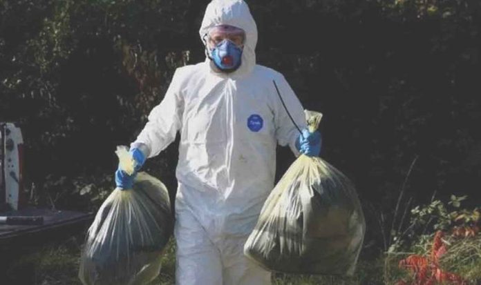 A ranger at the Wiltshire Wildlife Trust’s Langford Lake reserve in white hazmat suit removes the carcasses of two dead swans, thought to be infected with bird flu. BBC