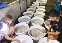 LGU-funded, operated nursery to boost aquaculture in Aklan The first batch of milkfish fry being harvested at the Multi-species Marine Fish Nursery in Barangay Baybay, Makato, Aklan in August 2022. OPA-AKLAN PHOTO