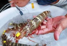 SEAFDEC stocks up on tiger shrimp breeders.