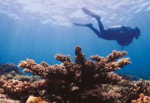 PH hailed as world’s leading dive, beach destination A diver swims past a coral reef off the coast of Escaño Beach in Barangay Piapi, Dumaguete City in an undated photo. PHOTO COURTESY OF GLENN CARBALLO/PNA