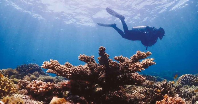 diving A diver swims past a coral reef off the coast of Escaño Beach in Barangay Piapi, Dumaguete City in an undated photo. PHOTO COURTESY OF GLENN CARBALLO/PNA