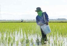 Gov’t eyes importing fertilizers from China The Philippine International Trading Corporation plans to buy an initial 150,000 metric tons (MT) of fertilizer this year from China at $470 per MT. DA PHOTO