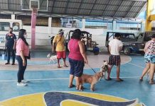 Iloilo City introduces pet protection microchip implants Photo courtesy of Jerry Treñas/Facebook