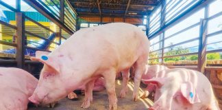 Negros Occidental Provincial Veterinary Office acting head, Dr. Placeda Lemana, says the province is capable of increasing its hog production for December. DA SAAD WESTERN VISAYAS FB PAGE PHOTO