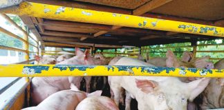 Transporting hogs without permit is now an offense in Iloilo province and is punishable under Provincial Ordinance No. 2022-286 creating the Provincial Task Force and Technical Working Group and the “Bantay ASF Sa Barangay” (Babay ASF Program). Photo shows a truck carrying hogs intercepted at an ASF checkpoint in Pavia town for lacking the necessary documents to transport. AJ PALCULLO/PN