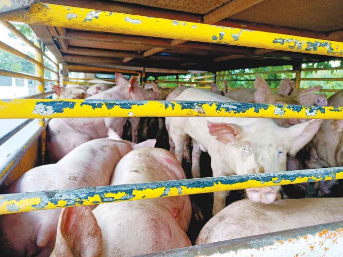 tranporting-hogs Transporting hogs without permit is now an offense in Iloilo province and is punishable under Provincial Ordinance No. 2022-286 creating the Provincial Task Force and Technical Working Group and the “Bantay ASF Sa Barangay” (Babay ASF Program). Photo shows a truck carrying hogs intercepted at an ASF checkpoint in Pavia town for lacking the necessary documents to transport. AJ PALCULLO/PN