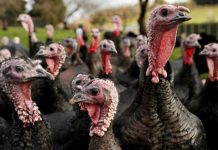 Christmas turkey fears as UK bird flu rules widened Photo courtesy of Matthew Childs/Reuters