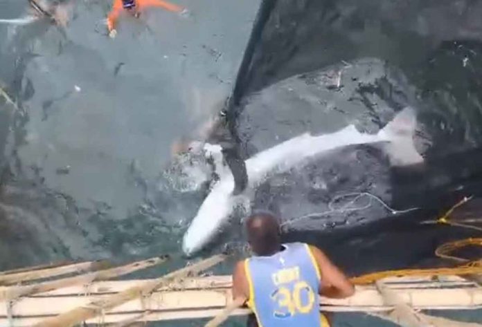 whale-shark Special Operations Unit-Coast Guard Station Northern Negros Occidental (CGS NNOC) together with CGS NNOC personnel and residents work to free a whale shark trapped in fish pen in Barangay Banago, Bacolod City. CG SN1 JT Santos photo
