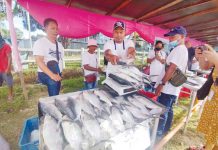Guimaras holds first Bangus fest Some 5.1 tons of milkfish or “bangus” were on display at the first Bangus Fair of the Guimaras provincial government at the capitol grounds on Friday, Dec. 16, 2022. GUIMARAS NOW FACEBOOK PHOTO
