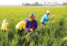 PH urged to hike agri investments Agriculture sector is responsible for roughly a quarter of total employment in the Philippines, according to World Bank Senior Agriculture Economist Anujar Kar. ABS-CBN NEWS PHOTO
