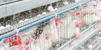 The P33-billion poultry industry in Western Visayas is at risk following the detection of the first cases of bird flu in the region. The Department of Agriculture (DA) Region 6 together with other stakeholders and local government units are now taking preventive measures against the spread of avian disease.  