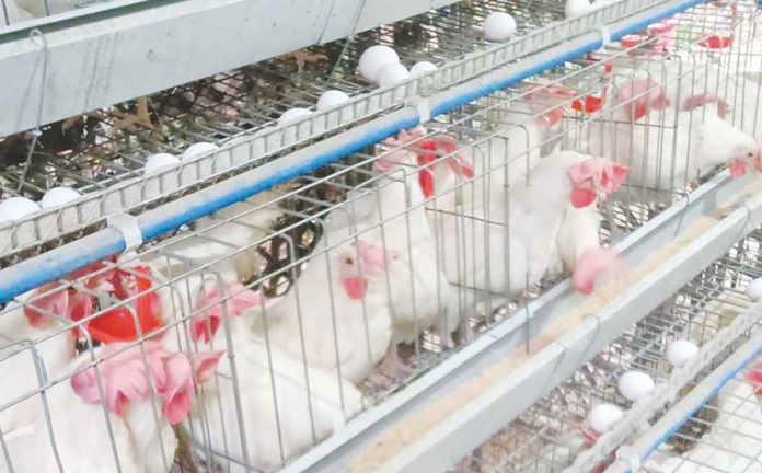 bird-flu The P33-billion poultry industry in Western Visayas is at risk following the detection of the first cases of bird flu in the region. The Department of Agriculture (DA) Region 6 together with other stakeholders and local government units are now taking preventive measures against the spread of avian disease.