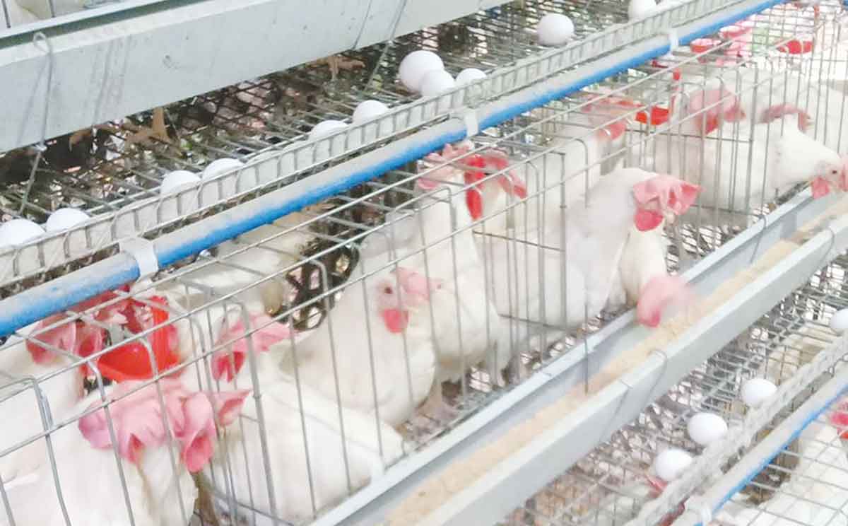 W. VISAYAS ON ‘HIGH ALERT’ VS BIRD FLU; More critical areas under