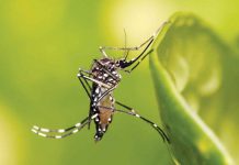 Iloilo Province surpasses dengue alert and epidemic thresholds Dengue carriers are day-biting mosquitoes (Aedes albopictus and Aedes aegypti) that breed in clean, stagnant water. WIKIPEDIA PHOTO