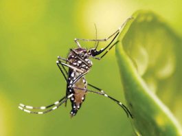 Dengue carriers are day-biting mosquitoes (Aedes albopictus and Aedes aegypti) that breed in clean, stagnant water. WIKIPEDIA PHOTO