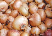 White onions found online are most probably smuggled into the country, as the Department of Agriculture has yet to issue import permits to address the current onion shortage. PIXABAY PHOTO
