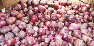 The Department of Agriculture has found out that some sellers have hiked prices of red onions to up to P300 per kilogram. PN PHOTO