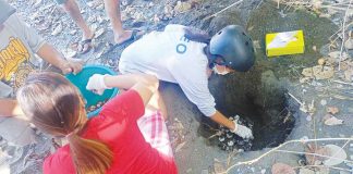 Culasi Environment and Natural Resources Office relocated 91 Olive ridley turtle eggs (Lepidochelys olivacea) along the coastline of Barangay Gua, Barbaza, Antique on Nov. 27. DENR CENRO CULASI PHOTO