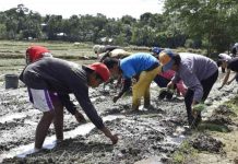 Bulb onion farmers in Miag-ao, Iloilo started planting early this year with high hopes of bouncing back from production losses in 2022. DEPARTMENT OF AGRICULTURE REGION 6 FILE PHOTO