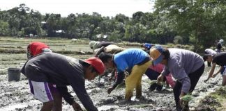 Bulb onion farmers in Miag-ao, Iloilo started planting early this year with high hopes of bouncing back from production losses in 2022. DEPARTMENT OF AGRICULTURE REGION 6 FILE PHOTO