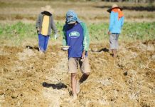 Gov’t urged to boost agriculture to mitigate rising food costs Farmers in Barangay Baculud in Ilagan, Isabela till and plant vegetables that grow around a month for a quicker harvest. ABS-CBN NEWS/FILE PHOTO