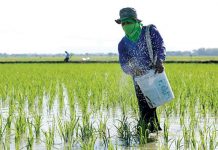 Innovation pushed to boost agri logistics, lower food prices A farmer spreads fertilizer granules on the rice field. The Philippines looks forward to a steady supply of fertilizer inputs needed by farmers through business agreements with China. PHILRICE.GOV.PH PHOTO