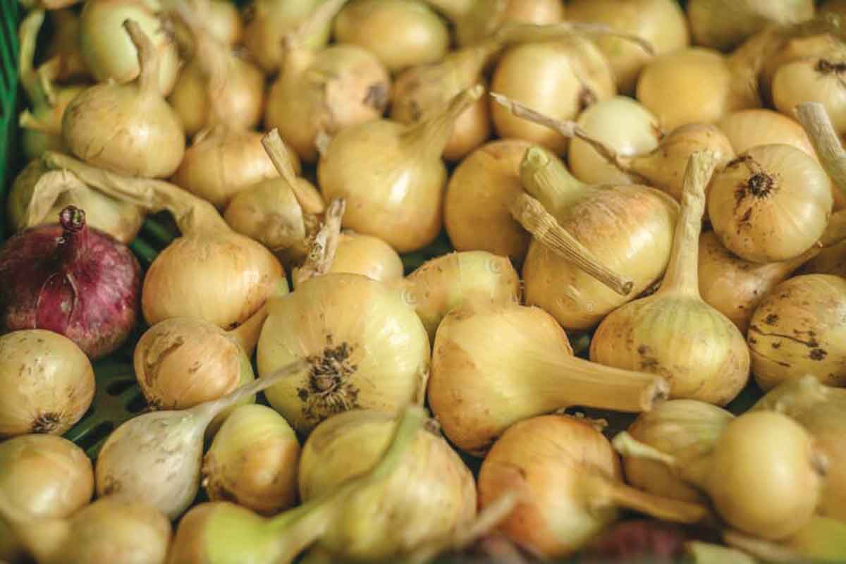 PH to import 21,060 MT of onions to temper prices