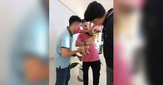 pvo-vaxx-dogs Dr. Darel Tabuada, head of the Iloilo Provincial Veterinary Office, teaches a vaccinator from Cabatuan town how to properly inject the rabies vaccine. OFFICE OF THE PROVINCIAL VETERINARIAN-ILOILO FB PAGE PHOTO