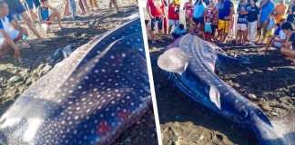 A juvenile whale shark washed ashore in Sitio Banay-banay, Barangay San Pedro, San Jose, Antique, yesterday, Jan. 22. ALLAN QUISTORIO, PIO PHOTO