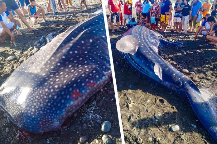whale-shark A juvenile whale shark washed ashore in Sitio Banay-banay, Barangay San Pedro, San Jose, Antique, yesterday, Jan. 22. ALLAN QUISTORIO, PIO PHOTO