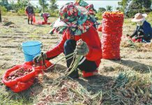 RCEP will protect agri sector – DTI Workers prepare onions for selling at a trading post in Bongabon, Nueva Ecija on Feb. 2, 2023 as the harvest season begins in "the onion capital of the Philippines." JONATHAN CELLONA/ABS-CBN NEWS PHOTO