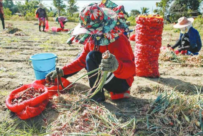 agri sector Workers prepare onions for selling at a trading post in Bongabon, Nueva Ecija on Feb. 2, 2023 as the harvest season begins in "the onion capital of the Philippines." JONATHAN CELLONA/ABS-CBN NEWS PHOTO