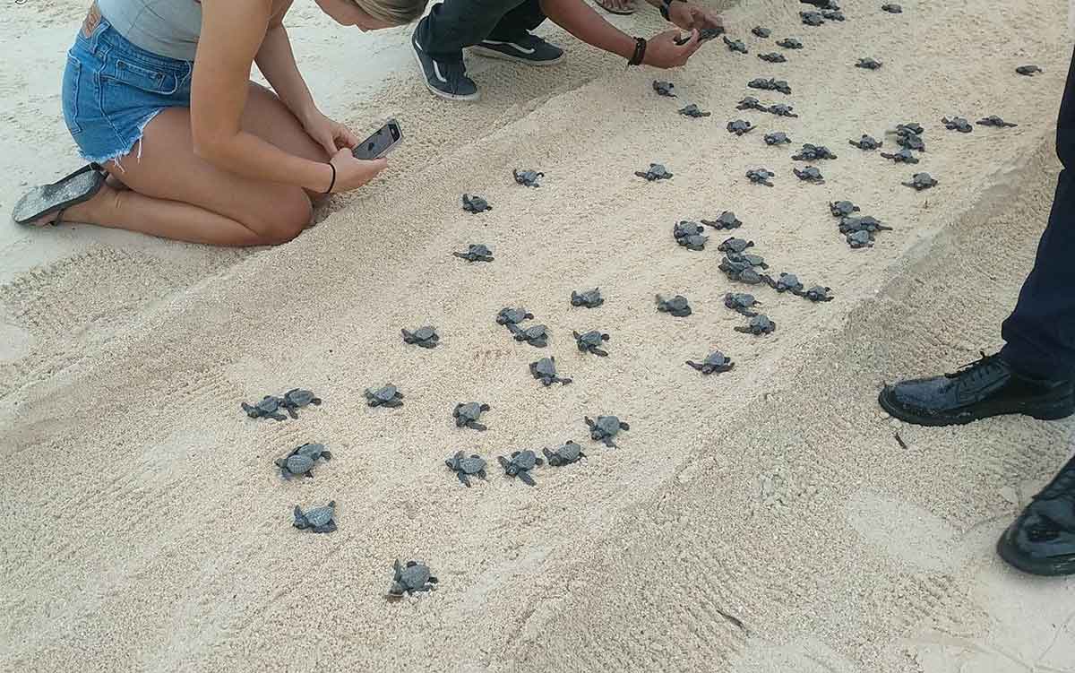 Boracay-hatched Olive Ridley marine turtles crawl back to sea
