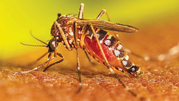 dengue