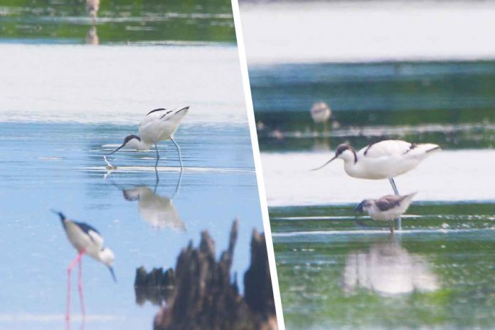 migratory-birds A rare Pied Avocet migratory bird is sighted in Barangay Latasan, E.B. Magalona, Negros Occidental – the first record of the species in the island and in Western Visayas. DENR 6 PHOTO