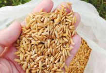 Rice farmers are being urged to plant high-quality seeds that result in high germination rate, lower seeding rate, more vigorous seedlings, and more efficient crop establishment. PHILRICE PHOTO