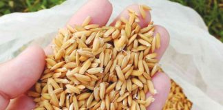 Rice farmers are being urged to plant high-quality seeds that result in high germination rate, lower seeding rate, more vigorous seedlings, and more efficient crop establishment. PHILRICE PHOTO