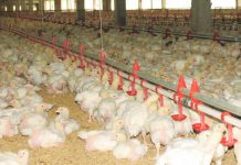 Poultry stakeholders call for long-term solutions Poultry industry was hit by high inflation, pushing feed prices to soar at an all-time high and prompting the cost of production to increase as well. DA PHOTO