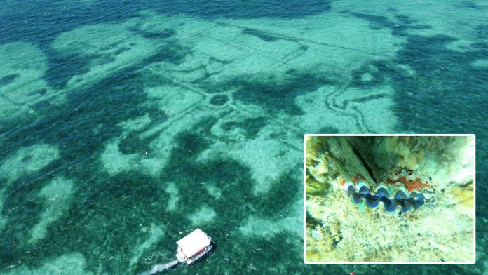 Lakawon island (1) - Copy Giant Clam Village in Lakawon Island, Cadiz City, Negros Occidental is being pushed to become a marine sanctuary. The 1.3-hectare area is home to over 2,000 giant clams and other marine species. GIANT CLAM VILLAGE, CADIZ CITY GOVERNMENT PHOTO