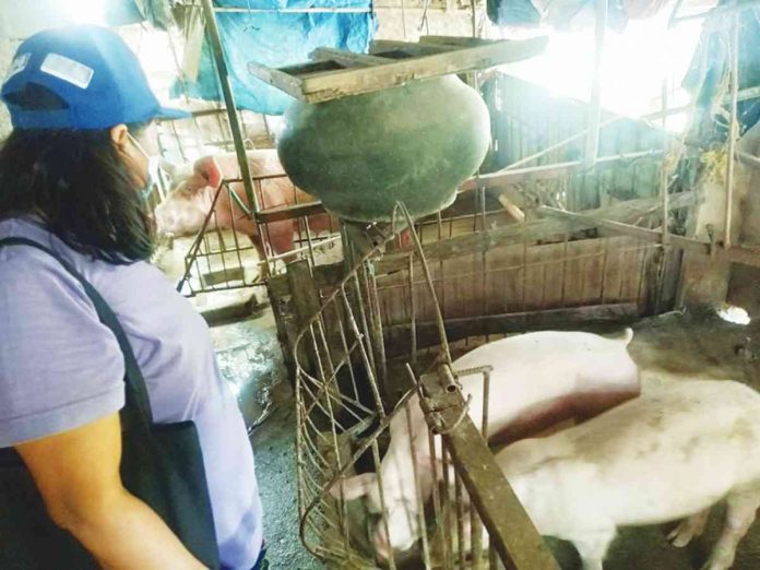 NegOcc pork Photo shows the Negros Occidental Provincial Veterinary Office conducting swine monitoring. Gov. Eugenio Jose Lacson appealed to Gov. Gwendolyn Garcia to allow shipments of pork and pork products bound for Eastern Visayas to pass through Cebu. PROVINCIAL VETERINARY OFFICE - NEGROS OCCIDENTAL
