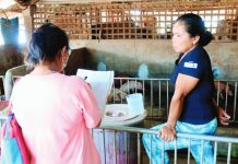 Roxas City logs 66 suspected ASF cases Following suspected cases of African Swine Fever, the Roxas City Agriculture and Veterinary offices inspected backyard hog farms in Barangay Cogon. RONNIE DADIVAS FACEBOOK PHOTO